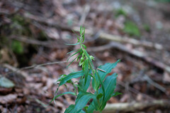 Epipactis leptochila neglecta