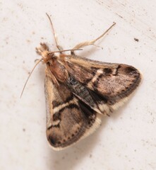 Titanio normalis