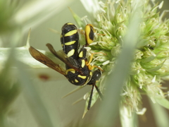 Leucospis gigas