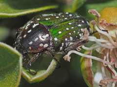 Leucocelis adspersa adspersa