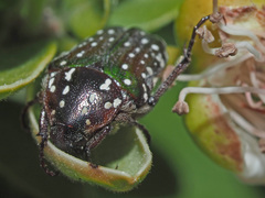 Leucocelis adspersa adspersa