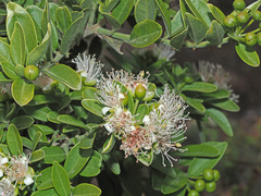 Capparis sepiaria