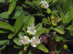 Capparis sepiaria