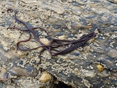 Nemalion elminthoides