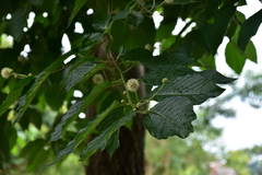 Camptotheca acuminata