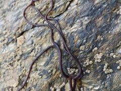 Nemalion elminthoides