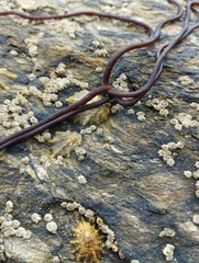 Nemalion elminthoides