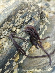 Nemalion elminthoides