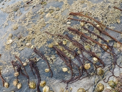 Nemalion elminthoides