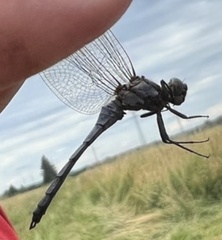Orthetrum cancellatum