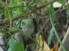 Chrysaeglia magnifica