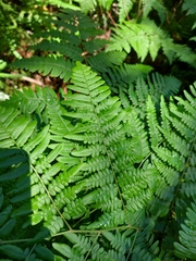 Pteridium aquilinum image