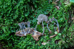 Hydropus marginellus