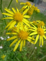 Jacobaea vulgaris