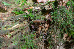 Hydropus marginellus