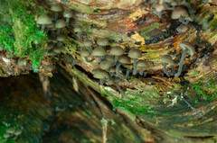 Hydropus marginellus