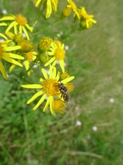 Jacobaea vulgaris