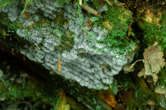 Hydropus marginellus