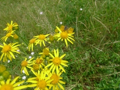 Jacobaea vulgaris