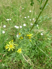 Jacobaea vulgaris