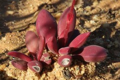 Crassula clavata
