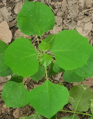 Gmelina