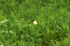 Colias poliographus