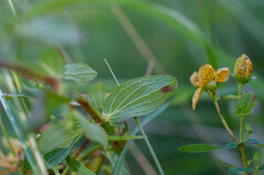 Hypericum maculatum maculatum