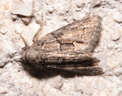 Cryphia fraudatricula