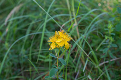 Hypericum maculatum maculatum