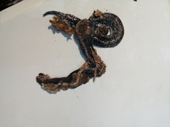 Lycophidion pygmaeum