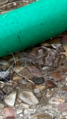 Libytheana carinenta