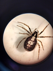 Hypsosinga albovittata