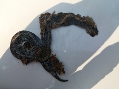 Lycophidion pygmaeum