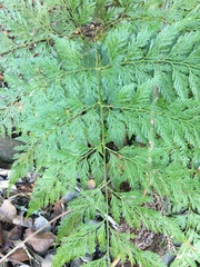 Davallia fejeensis