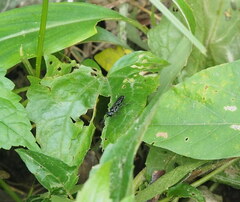 Chalybion japonicum