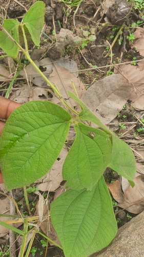 African bitter yam (Dioscorea dumetorum)