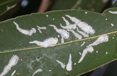 Eucalyptolyma maideni