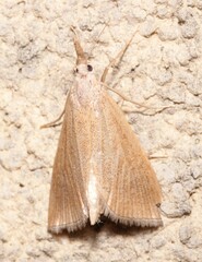 Pseudobissetia terrestrellus