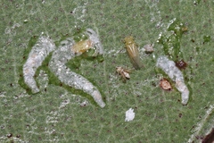 Cryptoneossa triangula