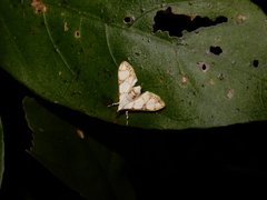 Cirrhochrista kosemponialis