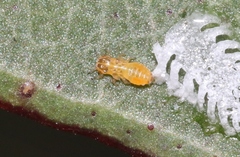 Eucalyptolyma maideni