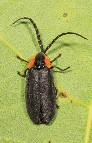Black Firefly photo 5