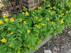 Chelidonium majus