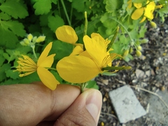 Chelidonium majus