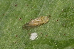 Cryptoneossa triangula