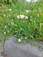 Achillea millefolium