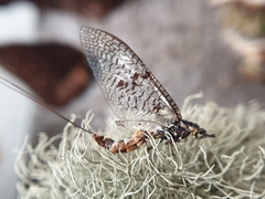 Ephemera vulgata