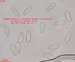 Lasiobolus macrotrichus