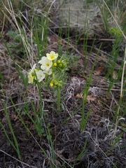 Lithospermum cobrense
